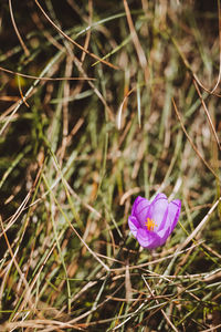 Close-up of purple crocus flower