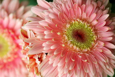 Close-up of pink daisy flower