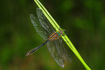 Close-up of insect on plant