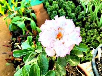 Close-up of pink flowers