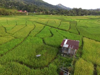 Scenic view of agricultural field