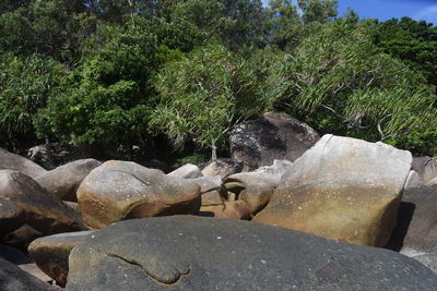 Water flowing through rocks in forest