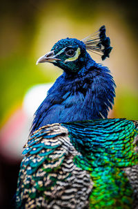 Close-up photo of a peacock