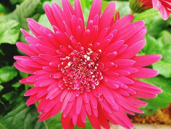 Close-up of wet pink daisy blooming outdoors