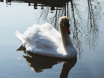 Swan swimming in lake