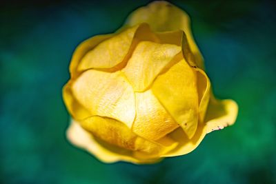 Close-up of yellow rose against black background