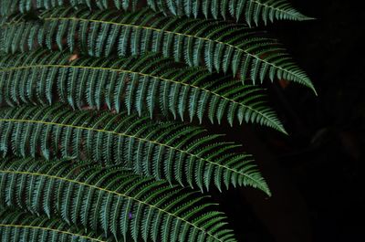 High angle view of fern leaves