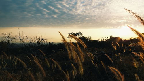 Close-up of plants on field against sky