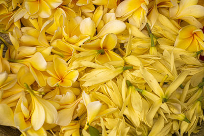 Full frame shot of yellow flowering plant