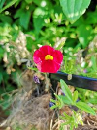 Close-up of pink flowering plant on field