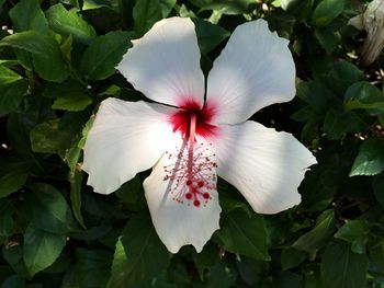 Close-up of pink flower