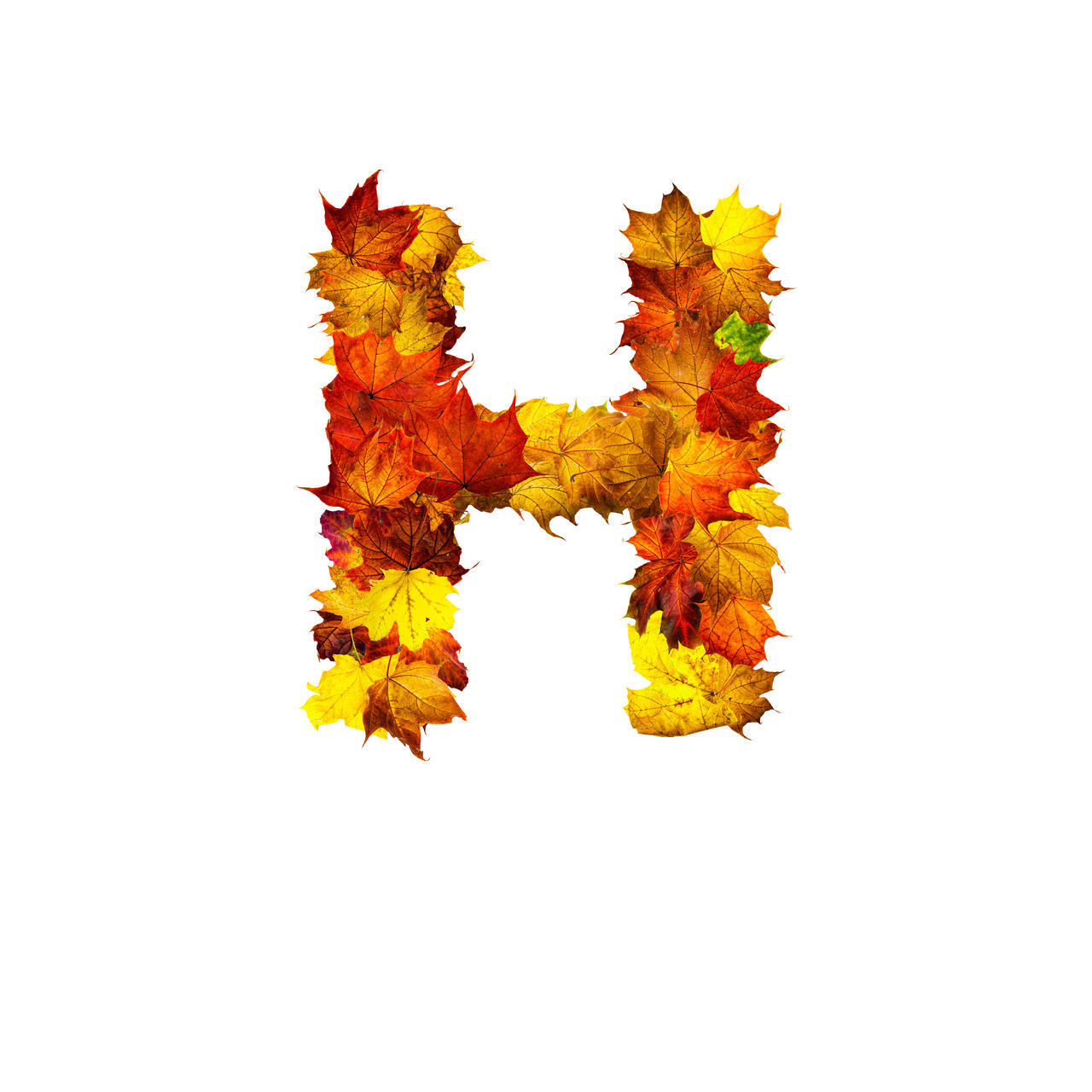 AUTUMN LEAVES ON WHITE BACKGROUND