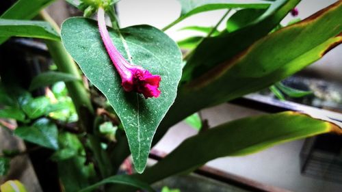 Close-up of pink flowering plant