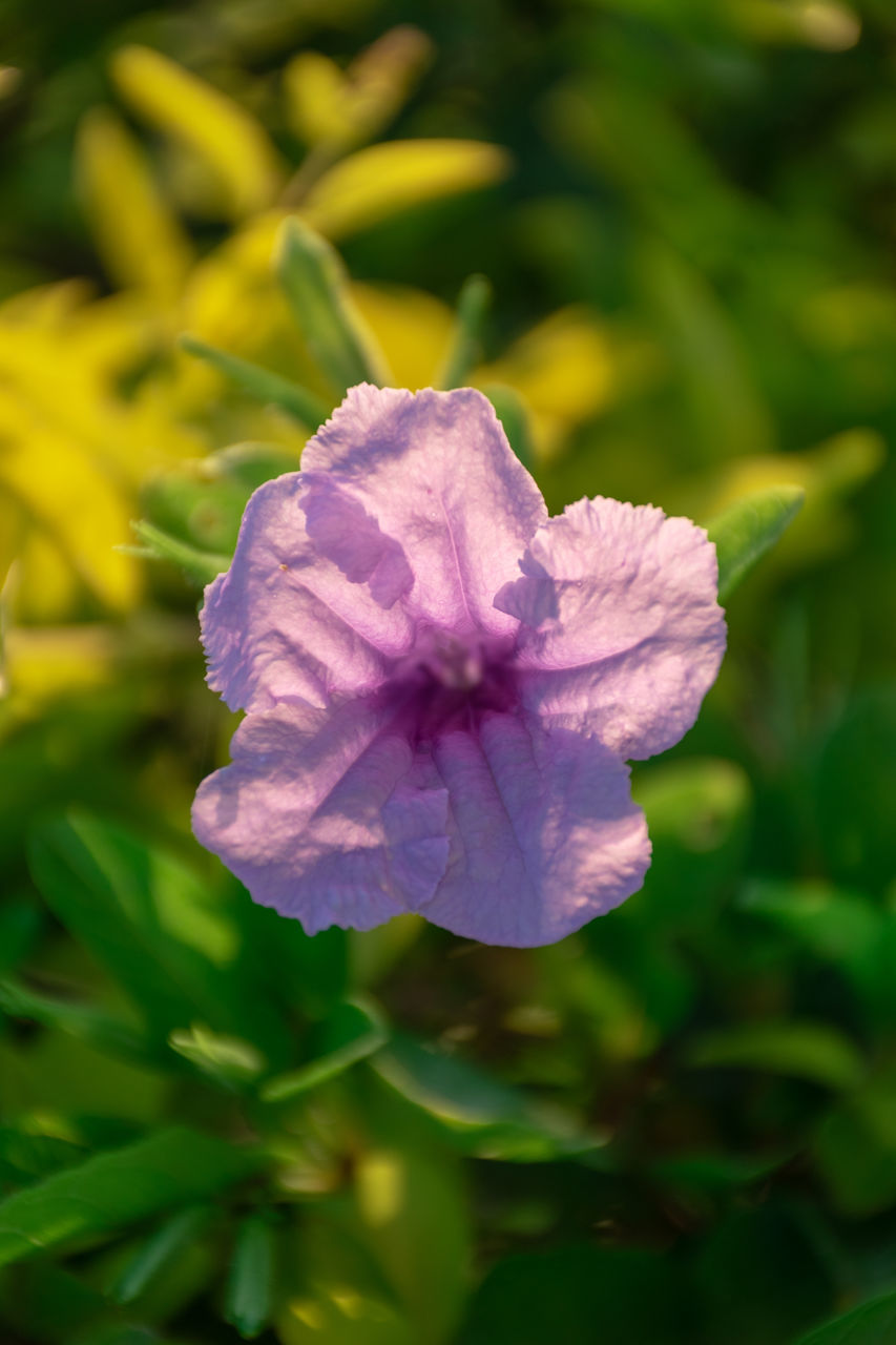 CLOSE-UP OF PINK FLOWER