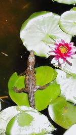 Close-up of lotus floating on water