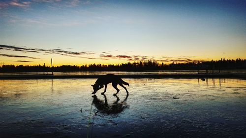 Silhouette dog on lake against sky during sunset