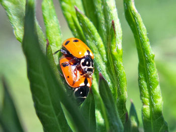 Close-up of ladybug on leaf