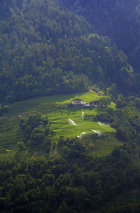 High angle view of trees on landscape