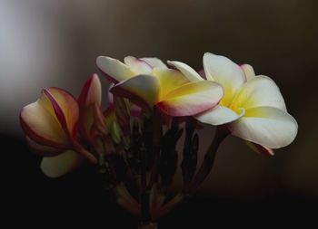 Close-up of white flowers blooming outdoors