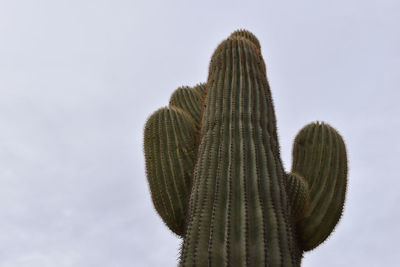 Low angle view of cactus plant against sky during winter