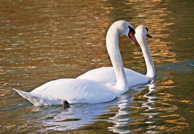 Close-up of swan swimming in lake