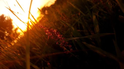 Close-up of plants during sunset