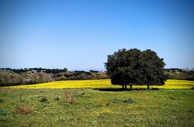 Trees on field against clear blue sky