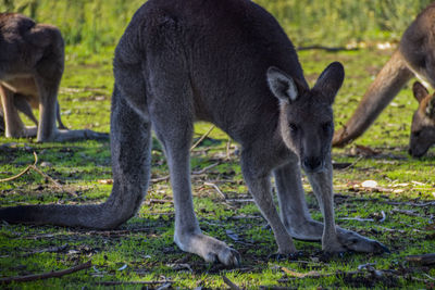 View of two dogs on land