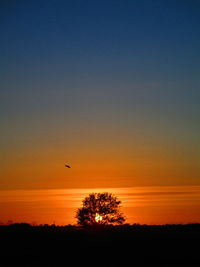 Silhouette of bird at sunset