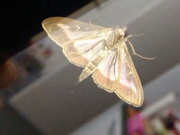 Close-up of butterfly