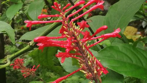 Close-up of red flowers