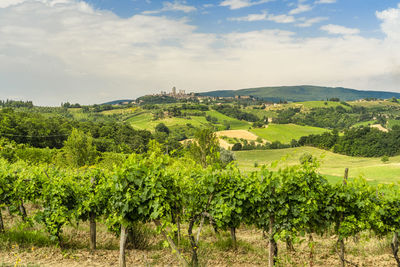 Scenic view of vineyard against sky