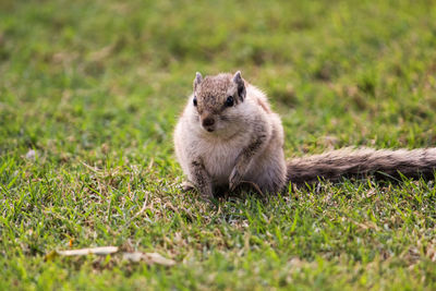Squirrel on grassy field at park