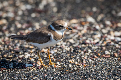 Ruddy turnstone on shingle beach in sunshine