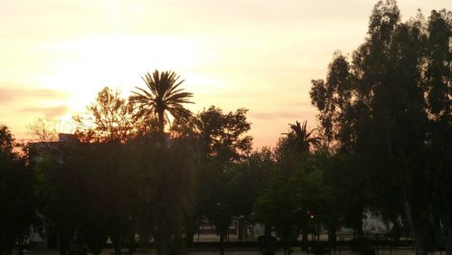 Palm trees at sunset