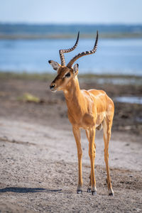 Portrait of deer