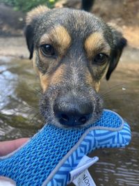 Close-up portrait of dog by water