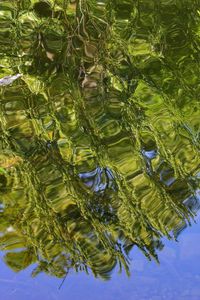 High angle view of trees in water