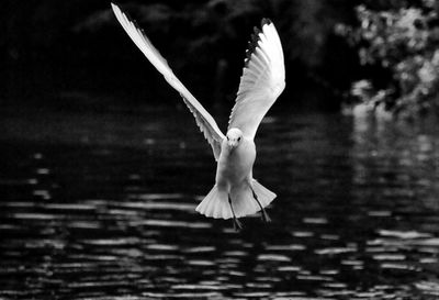 Close-up of white swan flying over water