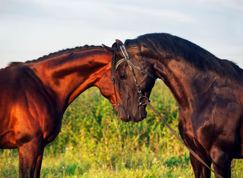 Horse standing in ranch