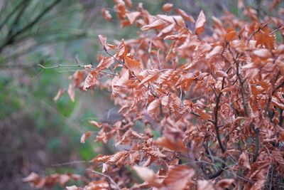 Close-up of autumn leaves on field