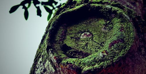 Close-up of moss on tree trunk