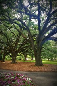 Trees growing in park