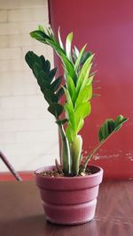 Close-up of succulent plant in pot