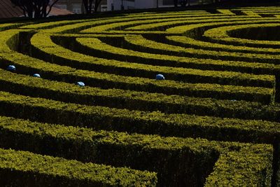 High angle view of children hiding in hedge maze at formal garden