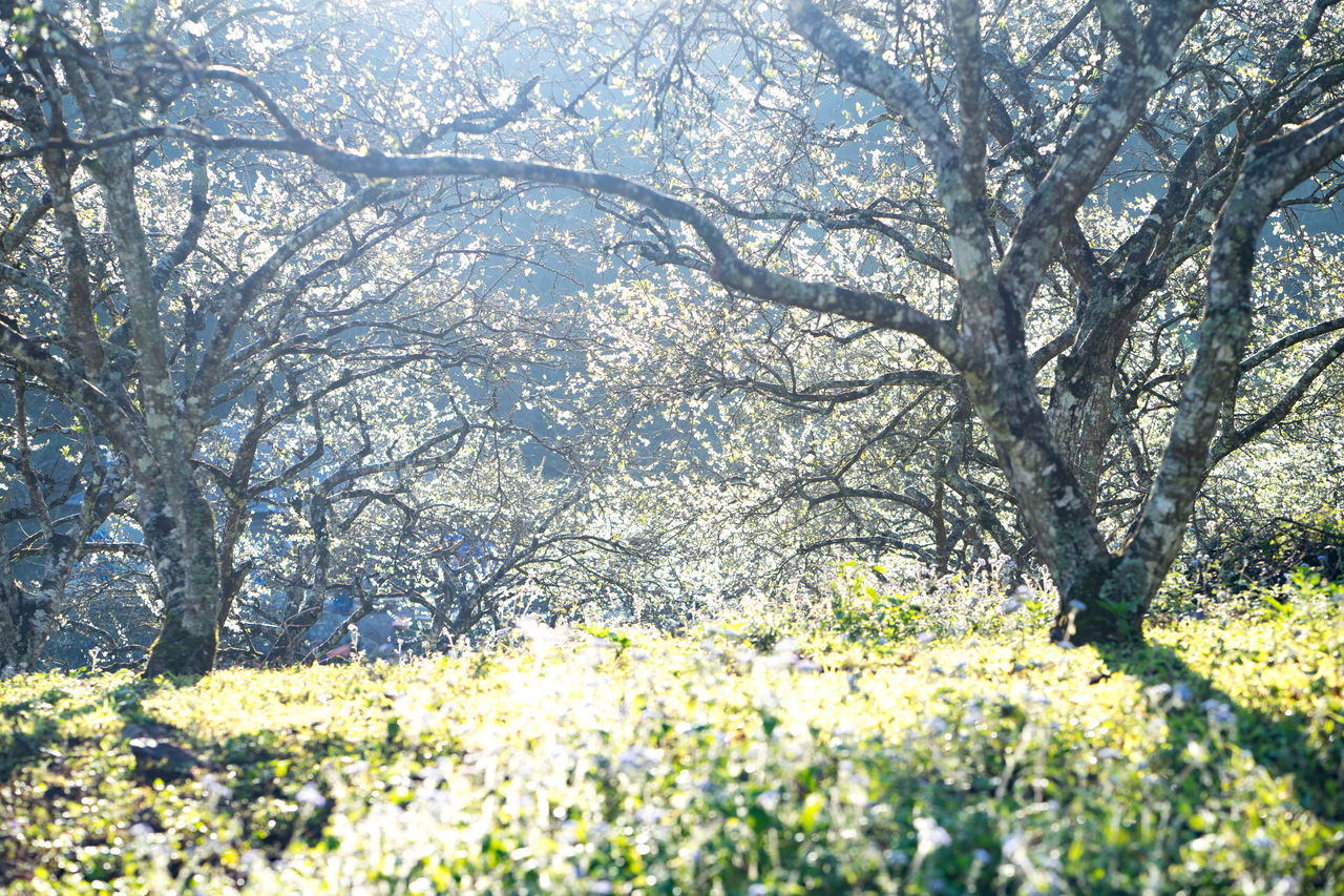 Blossom garden