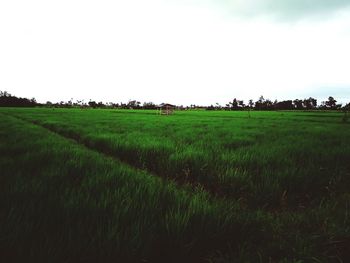 Scenic view of rice field against sky