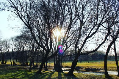 Trees against sky during sunset