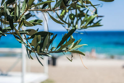 Close-up of plant against sea