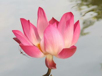 Close-up of pink lotus water lily against pond